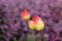 Einzelbild und Bildserie – Entdecke die Kunst des fotografischen Sehens rund um das Laacher Kloster